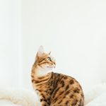 Get Your Cat in Tip-Top Shape with CBD Oil