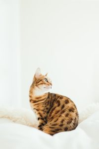 Get Your Cat in Tip-Top Shape with CBD Oil