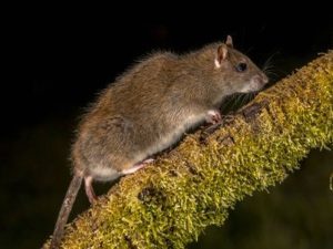 Pest Control for Rat Management: Essential Tips