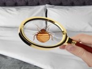 Pest Control Sydney: Tips for Preventing Pest Infestations in Offices