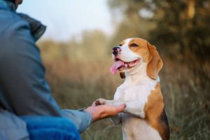 Housebreaking Your Puppy: Tips and Tricks for Quick Results