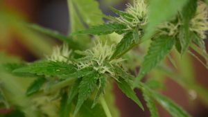 Discover Austin's Local CBD Shops: Hidden Treasures Await