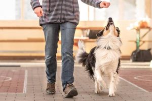 Understanding Your Dog's Body Language for Better Training